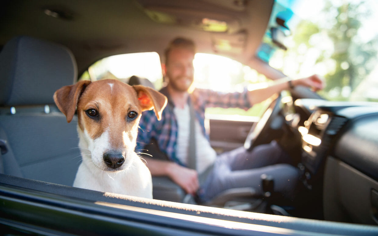 How much do pet transporters make? Overview of earning opportunities
