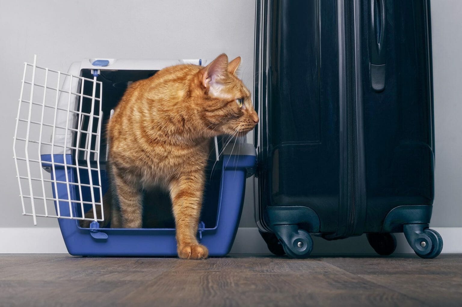 What Airlines Ship Cats? Full Updated List Available at CitizenShipper
