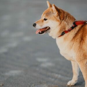 shiba inu, beach.