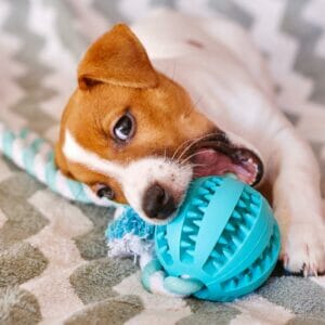 dog, chewing, blue toy.