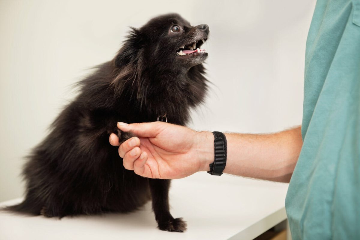 A dog receives pet first aid from a veterinarian.