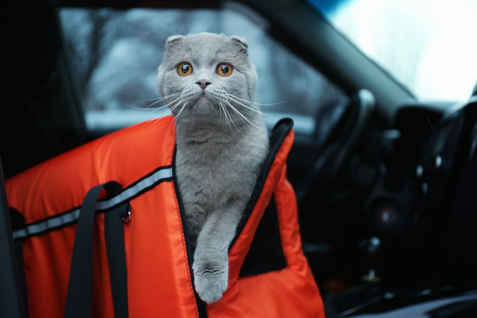 What Is the Best Way to Transport a Cat? CitizenShipper Blog
