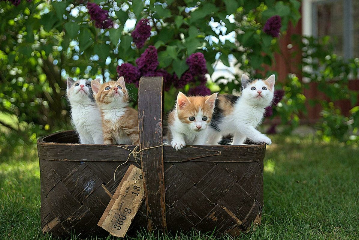 Four kittens sit in a wooden basket on the grass, resembling precious cargo ready for transporting, with purple lilac flowers adorning the background.