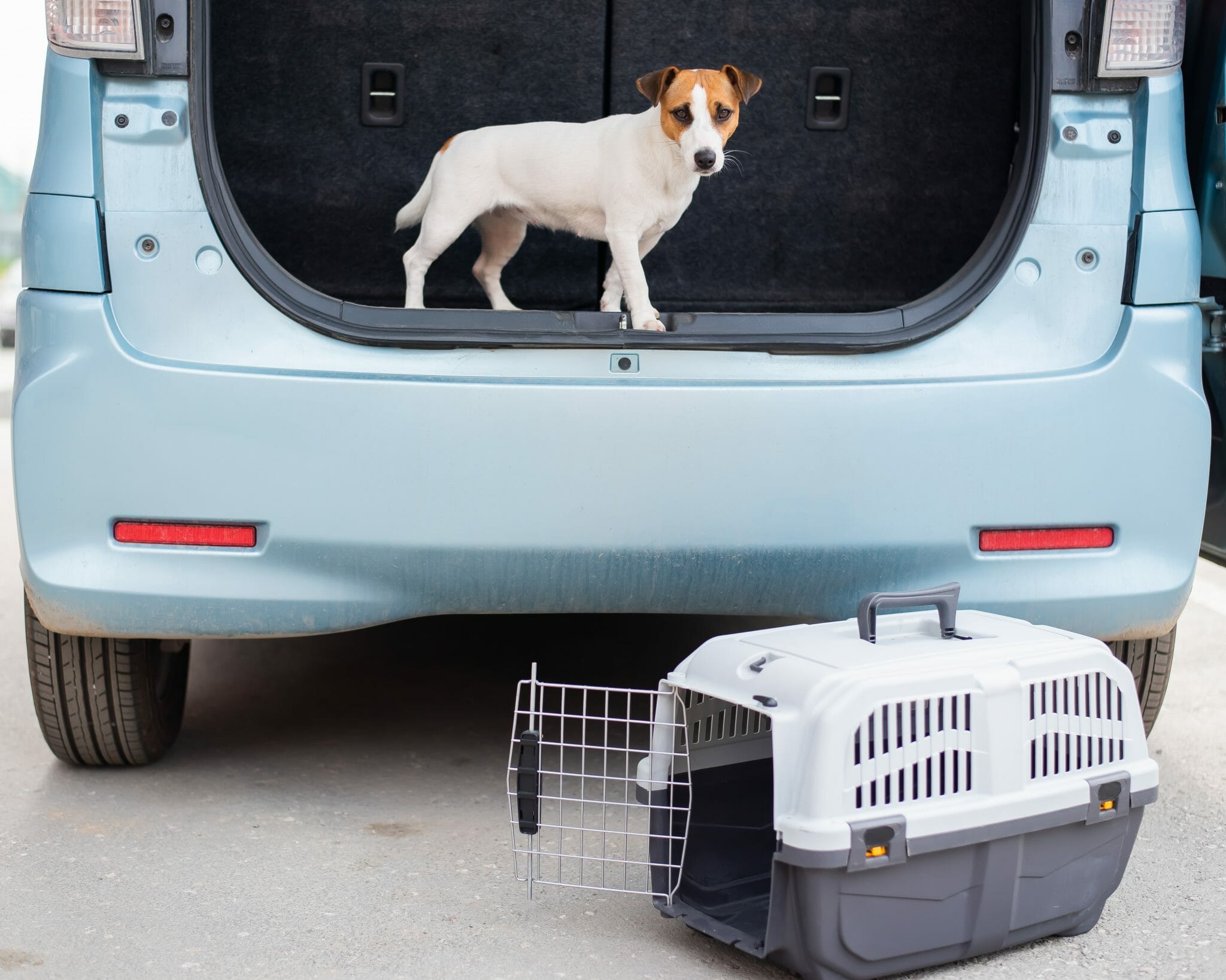 8 Alternatives to Blue Collar Pet Transport CitizenShipper Blog Pet