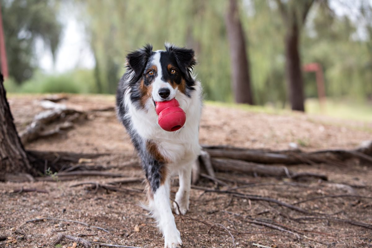 A dog with the best toy in its mouth.