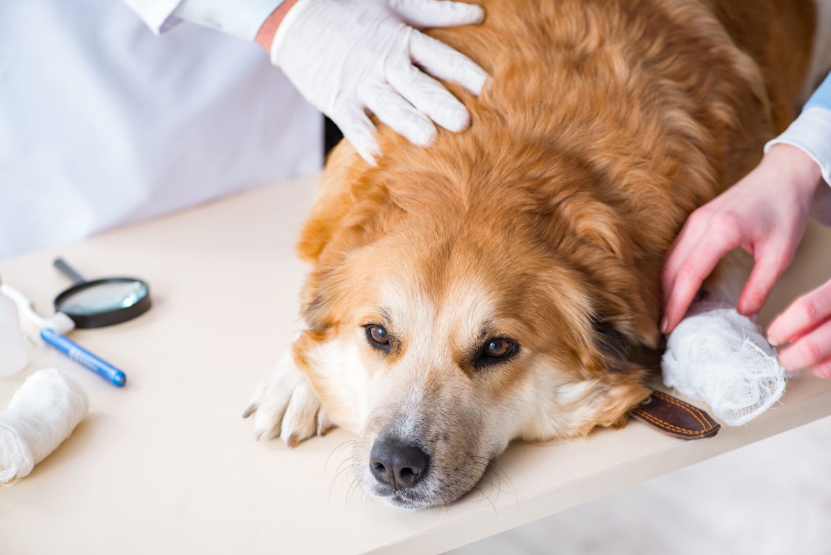 A dog is receiving Pet First Aid from a veterinarian.