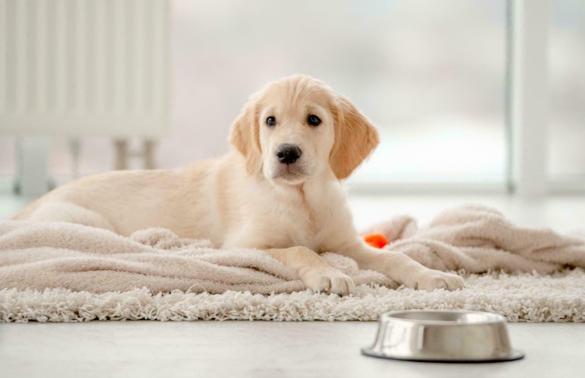 A puppy kit resting near a bowl of food.