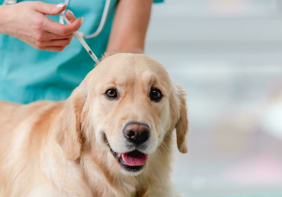 golden retriever, examined