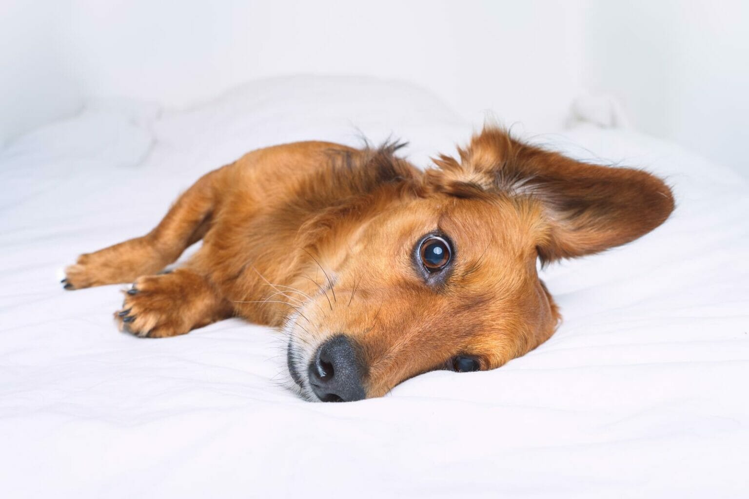 Explaining AKC Hound Group Dogs - CitizenShipper Blog