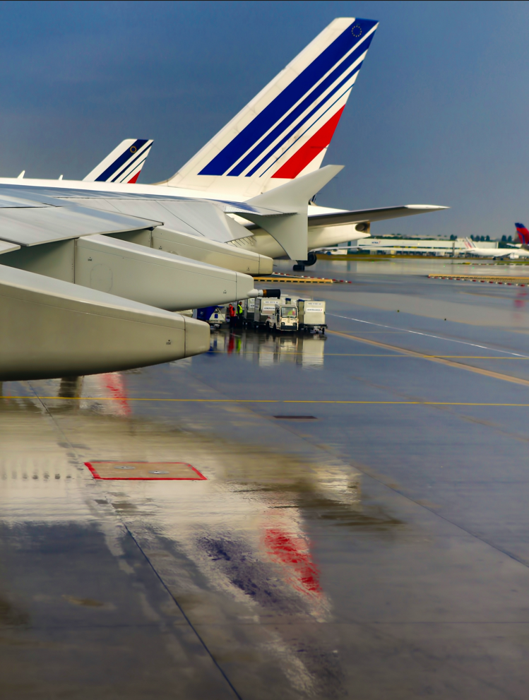 How to Ship a Dog to Another State by Plane and What Does it Cost