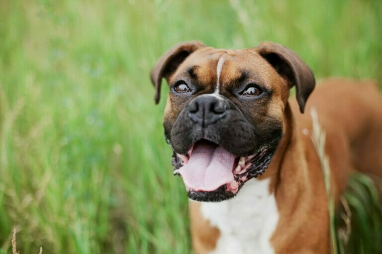A boxer dog showcasing the Working Group.
