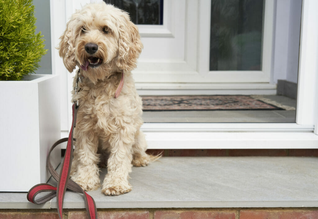 A Cockapoo sitting outside a front door on a leash.