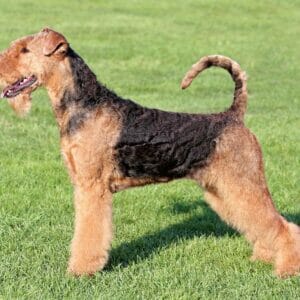Airedale terrier, green field