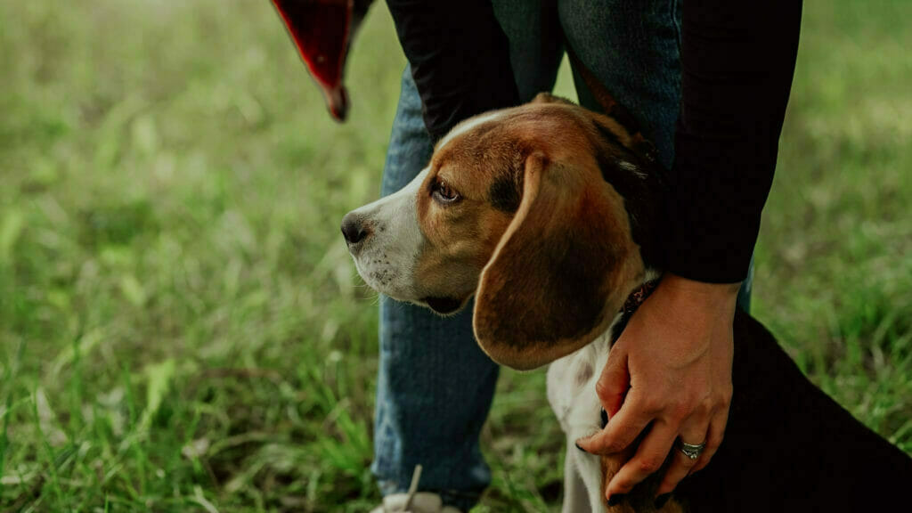A person petting a beagle dog in the grass, unaware of fake pet shipping companies.