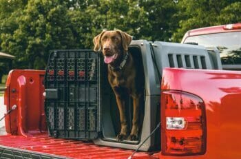 A dog in a crate being transported in the back of a pickup truck.