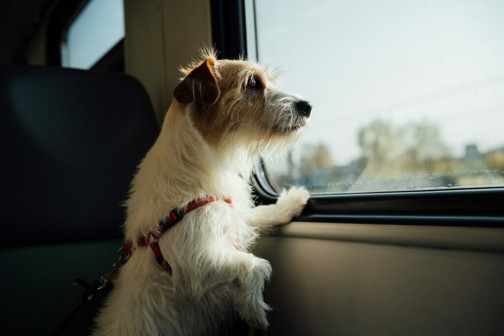 Best Pet Ground Transport Prices CitizenShipper Blog