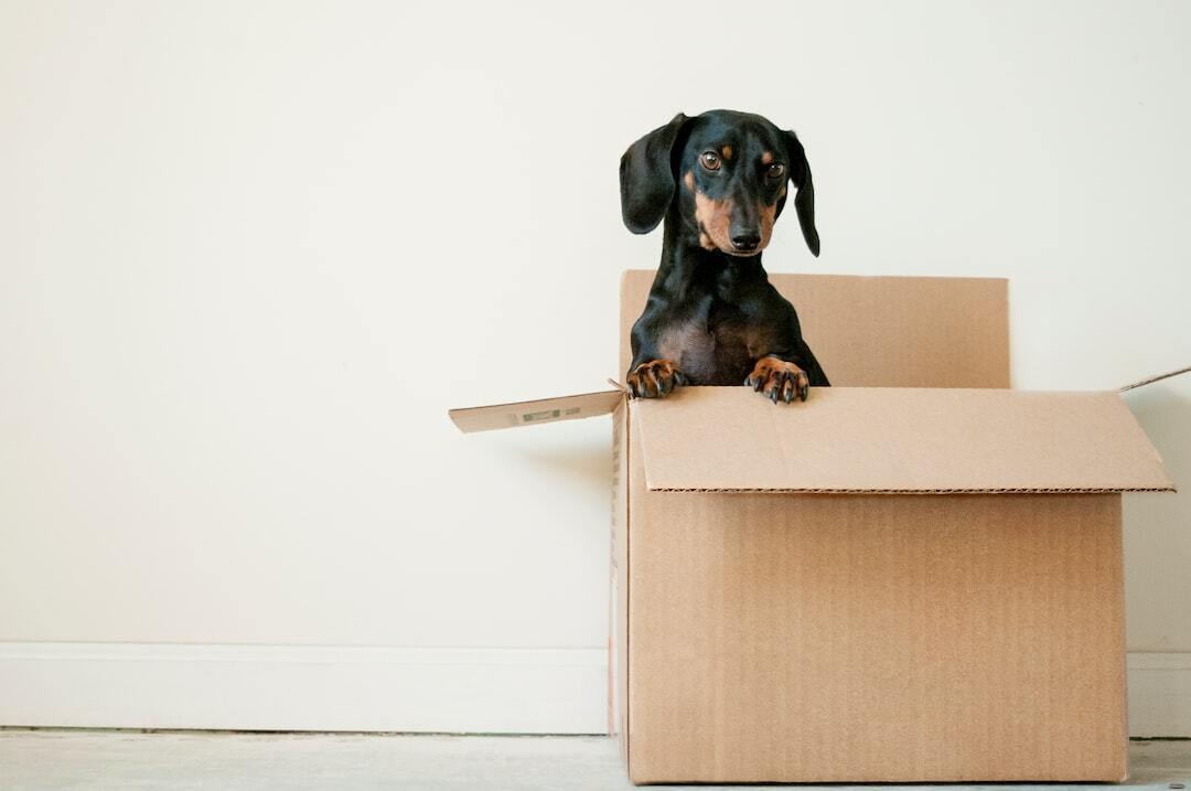 How Much to Ship a Dog in New York? CitizenShipper Blog