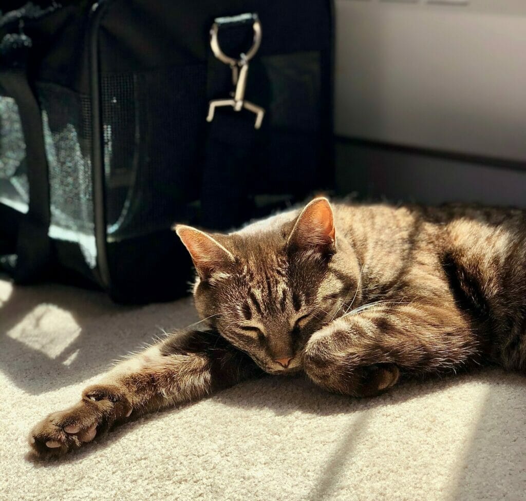 A cat lounging beside a black bag, awaiting long-distance pet transport.