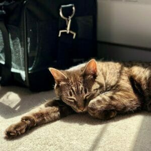 A cat lounging beside a black bag, awaiting long-distance pet transport.