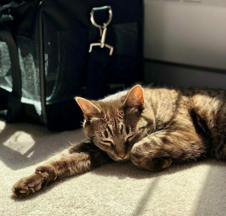 A cat lounging beside a black bag, awaiting long-distance pet transport.