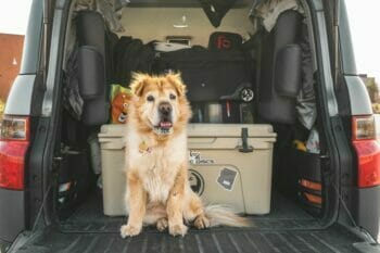 A dog traveling in the back of a van for pet transport services.
