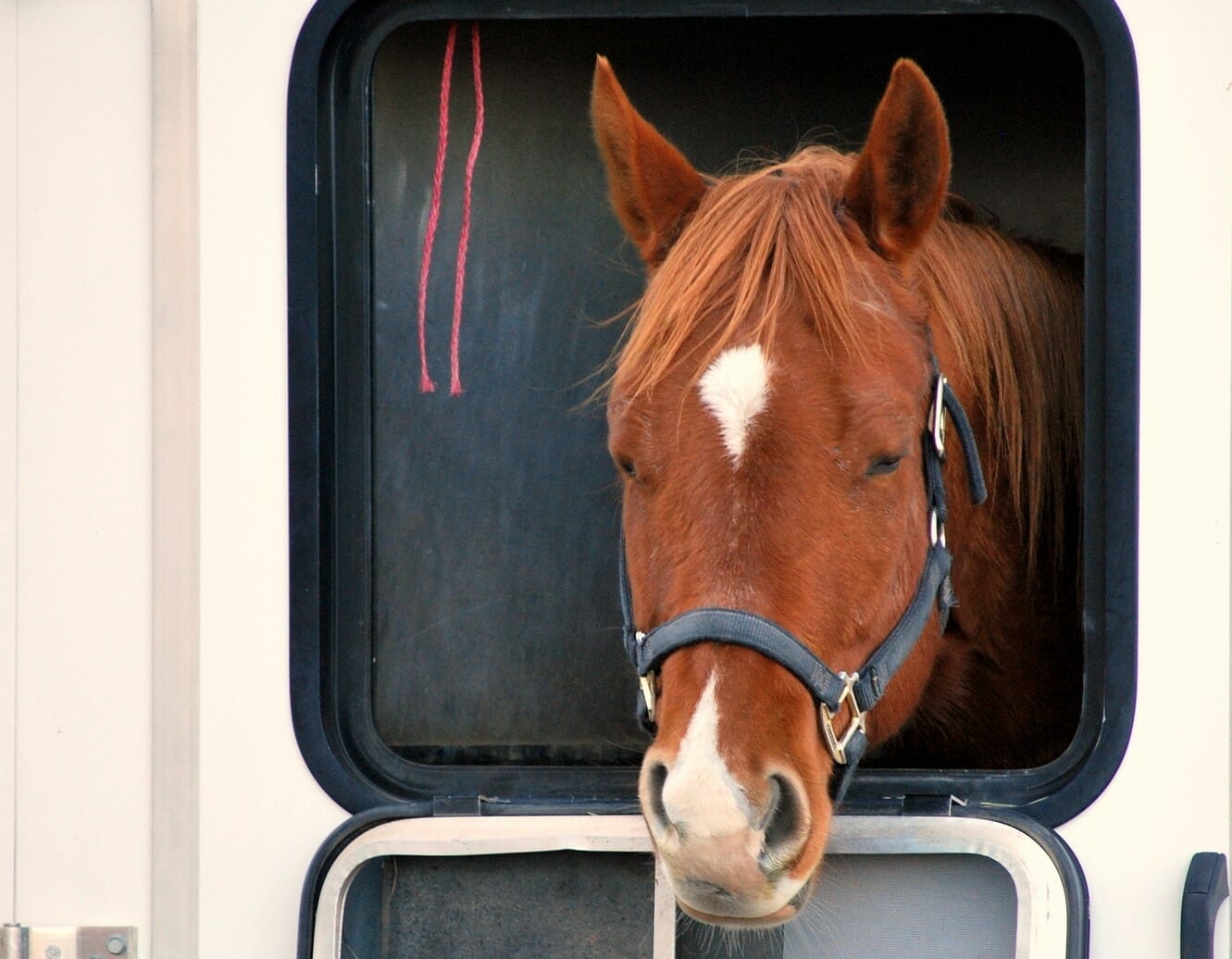 Horse trailer rental near me