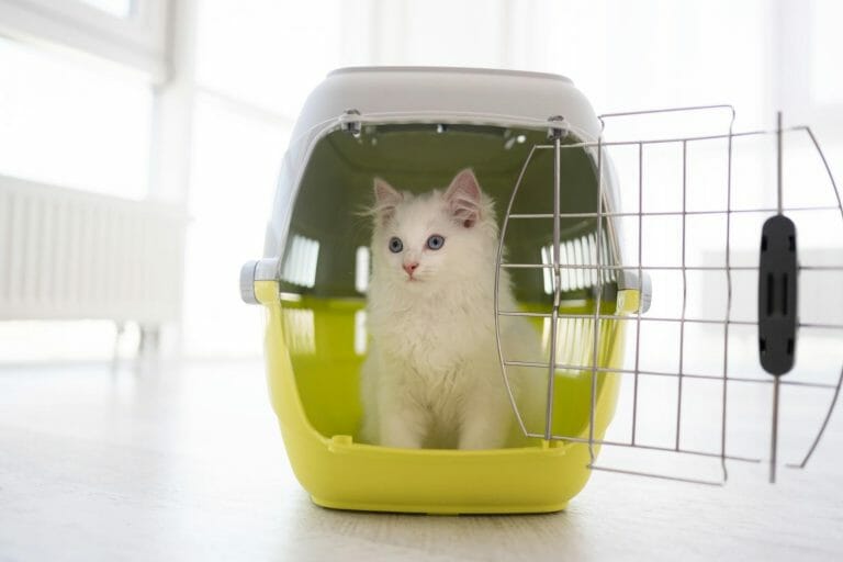 A white kitten rests within a yellow crate, awaiting its estimated pet shipping cost.
