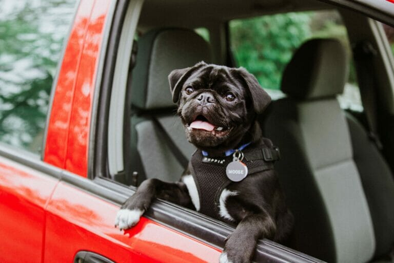 A black pug dog being transported door-to-door in a red car.