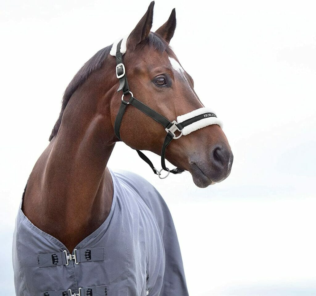 Finding Horse Transportation Near You