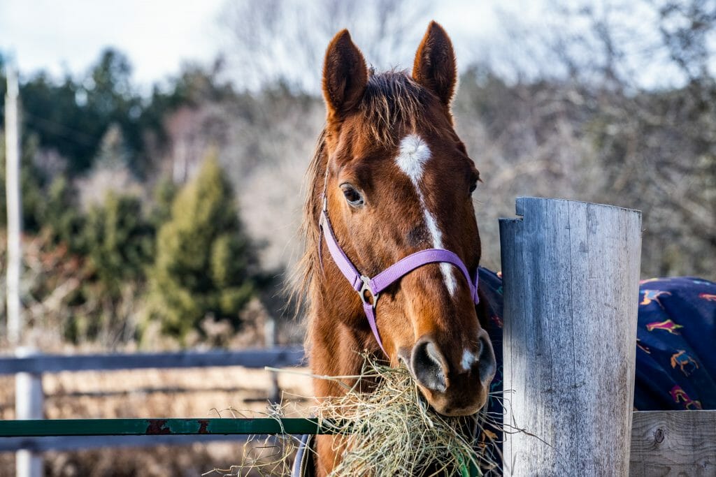 A horse is peacefully eating hay.