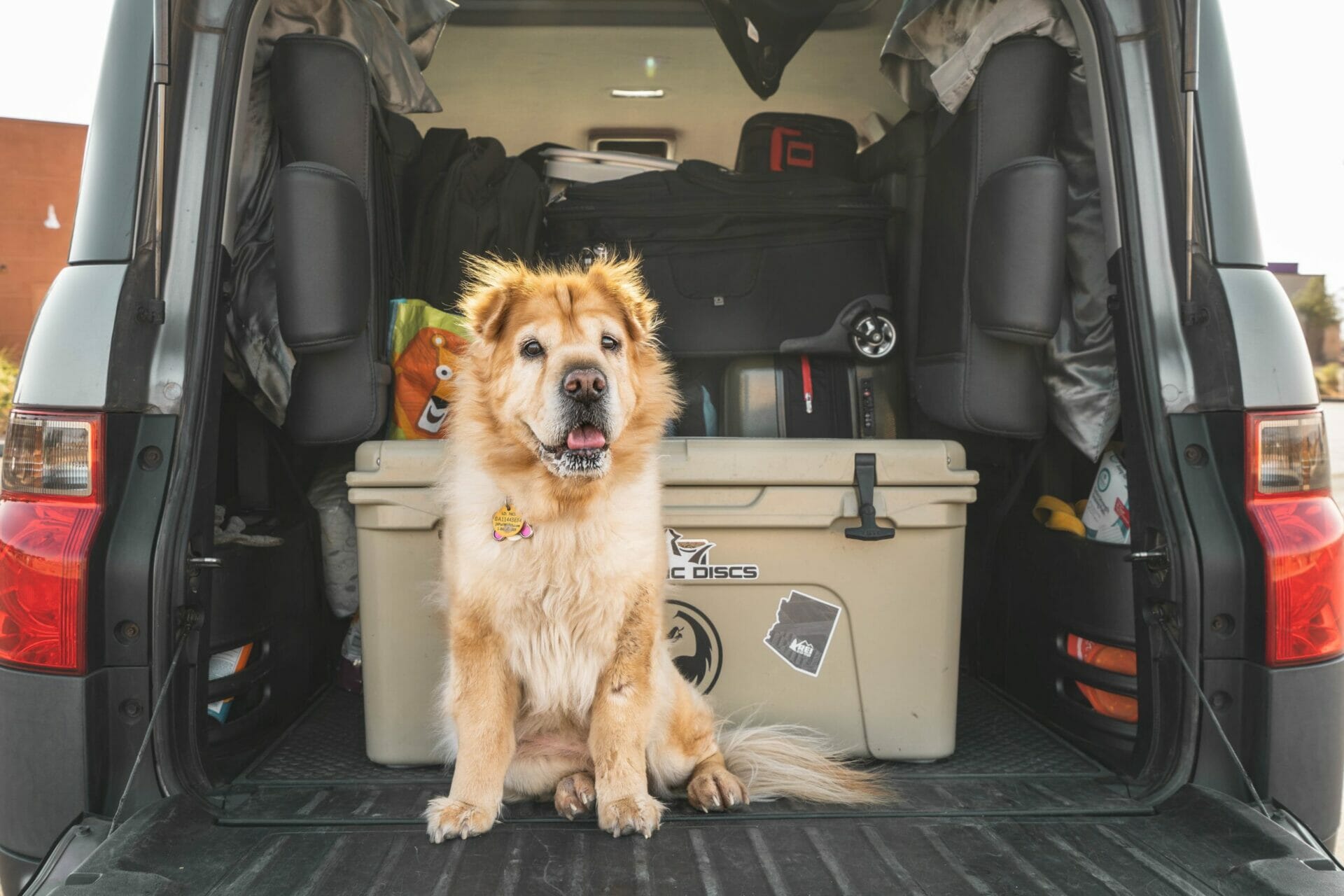 Be Prepared for Cross Country Dog Transport CitizenShipper Blog