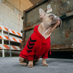 A ship dog French bulldog wearing a red hoodie sits on a concrete surface near a large rusted metal dumpster and striped safety barriers.