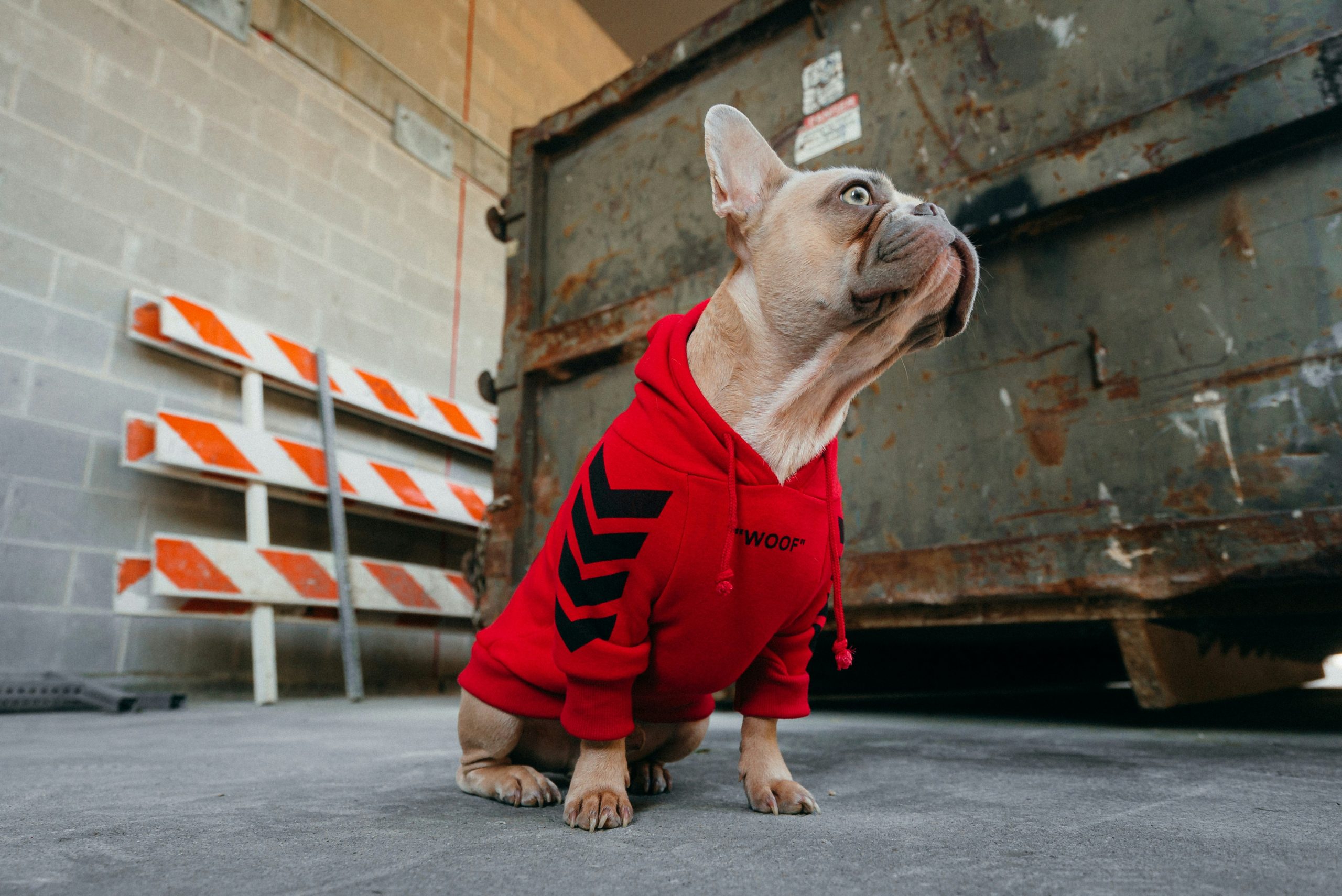 A ship dog French bulldog wearing a red hoodie sits on a concrete surface near a large rusted metal dumpster and striped safety barriers.