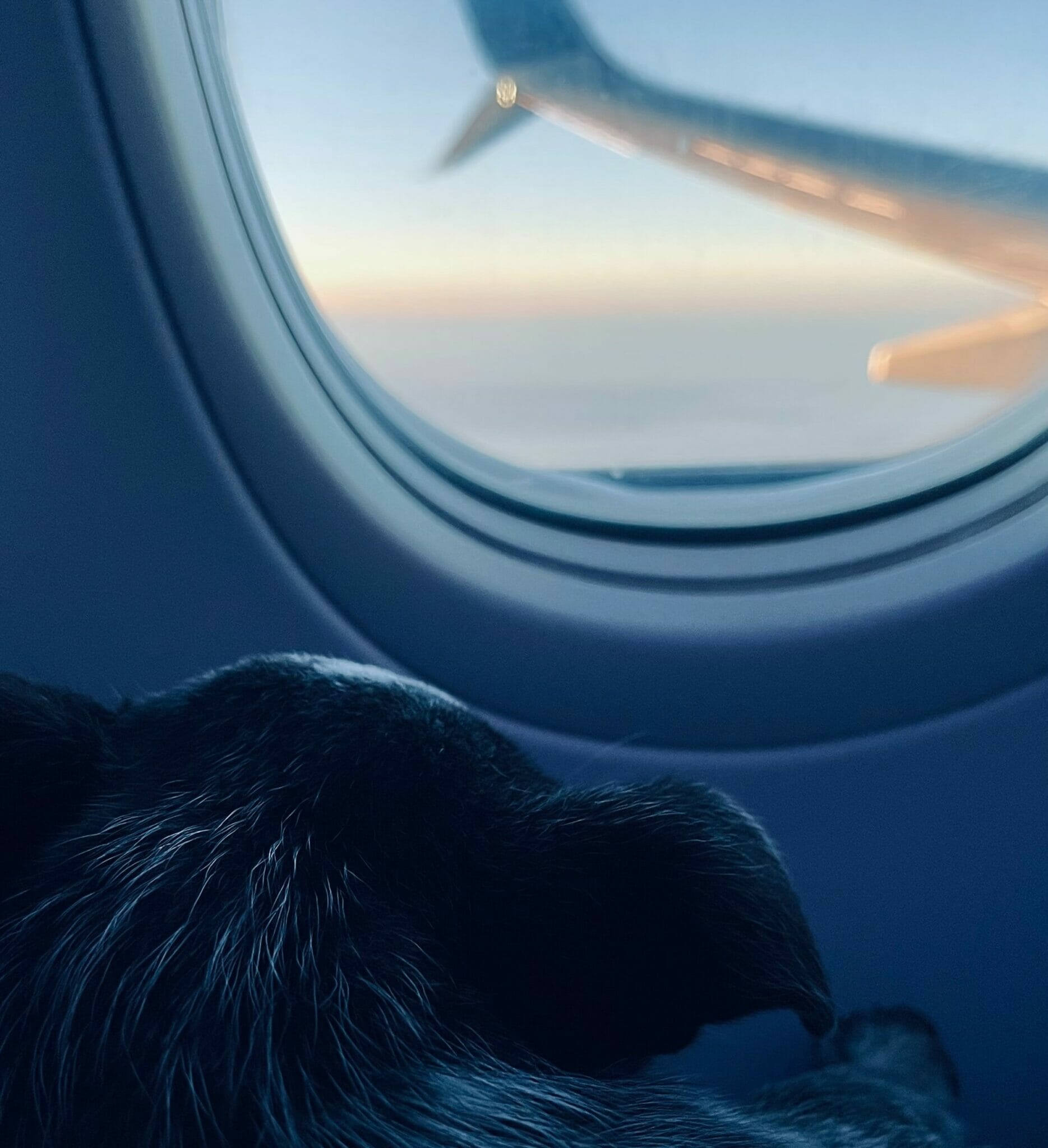 Can You Ship a Dog? CitizenShipper Blog