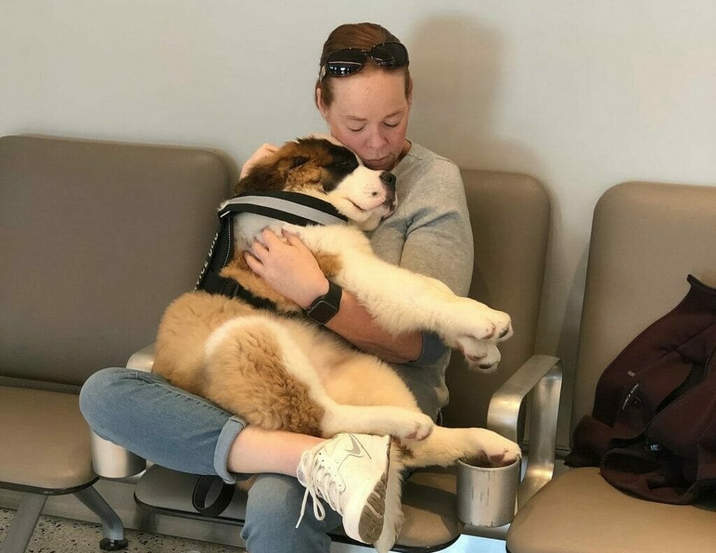 A woman is holding a large dog while on a flight nanny job at the airport.