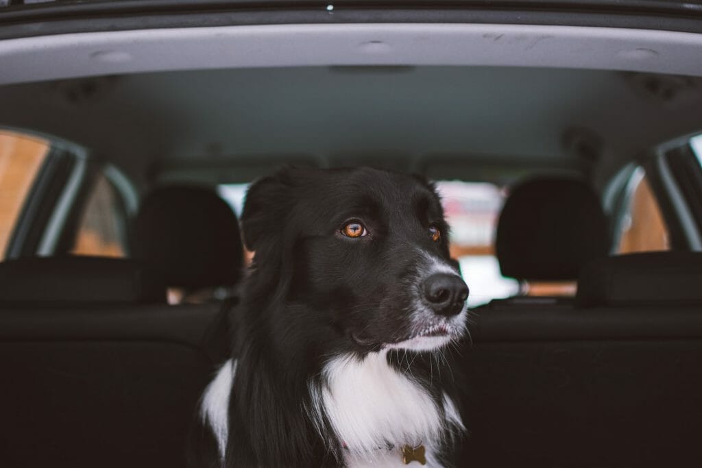 A dog sits comfortably in the backseat of a car being transported by pet shipping services.
