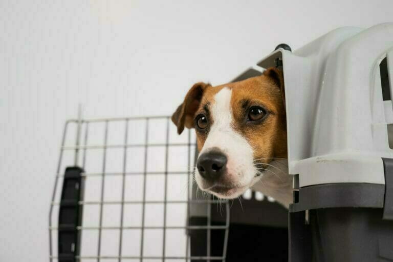 Anxious dog peering out of a crate on a plain white background, suitable for airlines that fly pets unaccompanied in 2023.