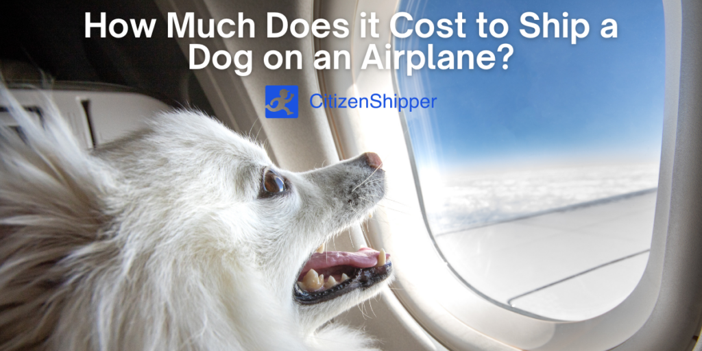 What Are the Airlines That Ship Dogs?