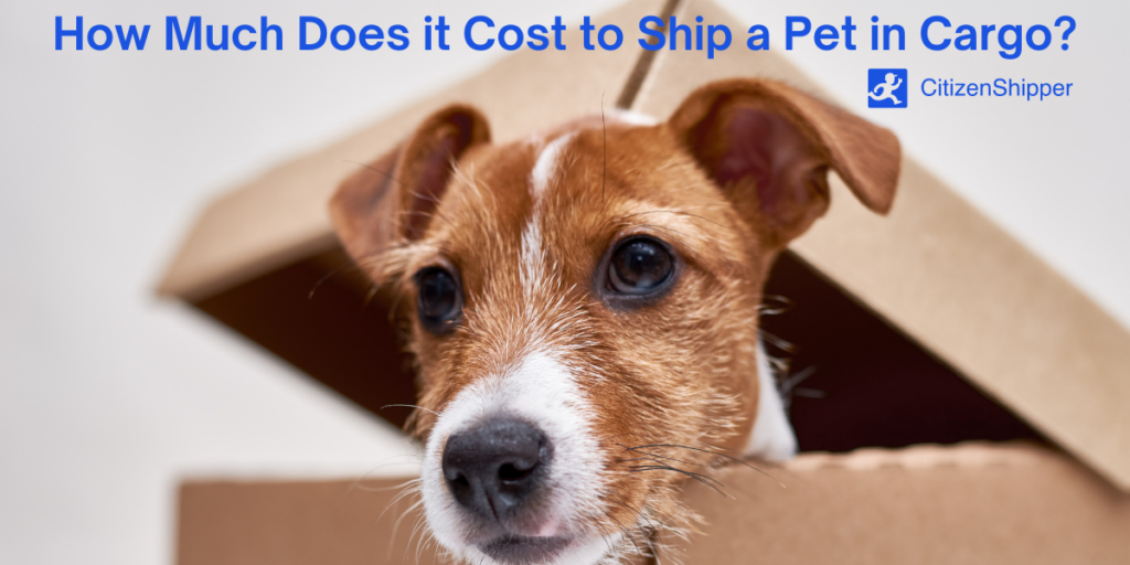 What Are the Airlines That Ship Dogs?