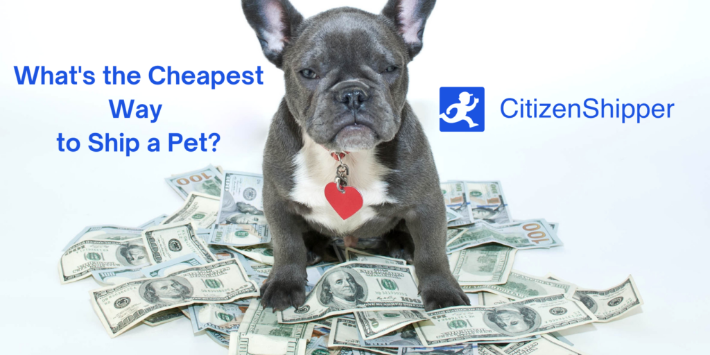 How Much Does it Cost Per Mile to Ship a Dog?