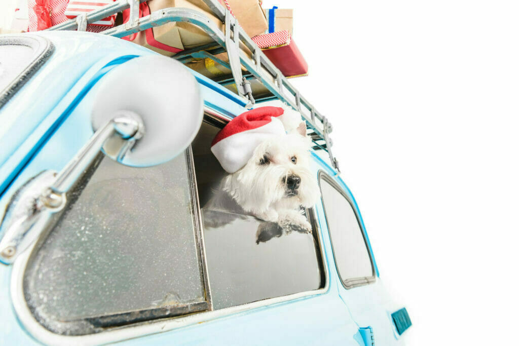 A pet wearing a santa hat peeking out of a car.