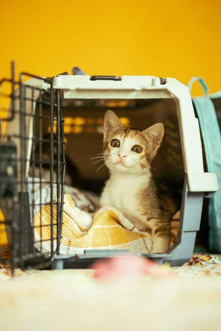 Cat transport in a crate.