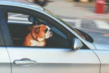 A bulldog accompanying its owners as they move out of state by car.