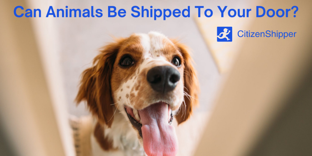 How to Ship Animals to Another State? Moving Pets State to State