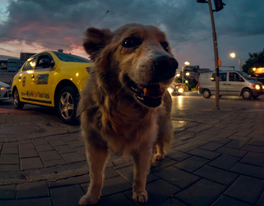 How to start a pet taxi service in five easy steps