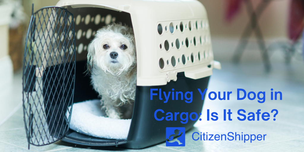 Flying Your Dog in Cargo Is It Safe? CitizenShipper Blog