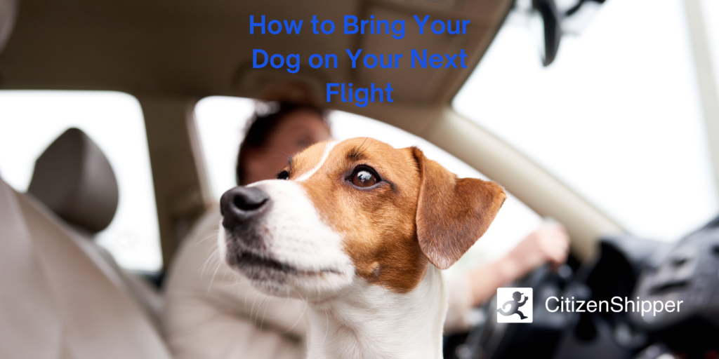 Find a Flight Nanny For Your Dog CitizenShipper Blog