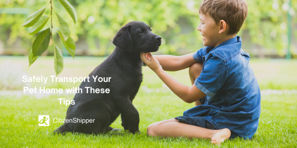 A boy safely transports his pet dog while following these tips.