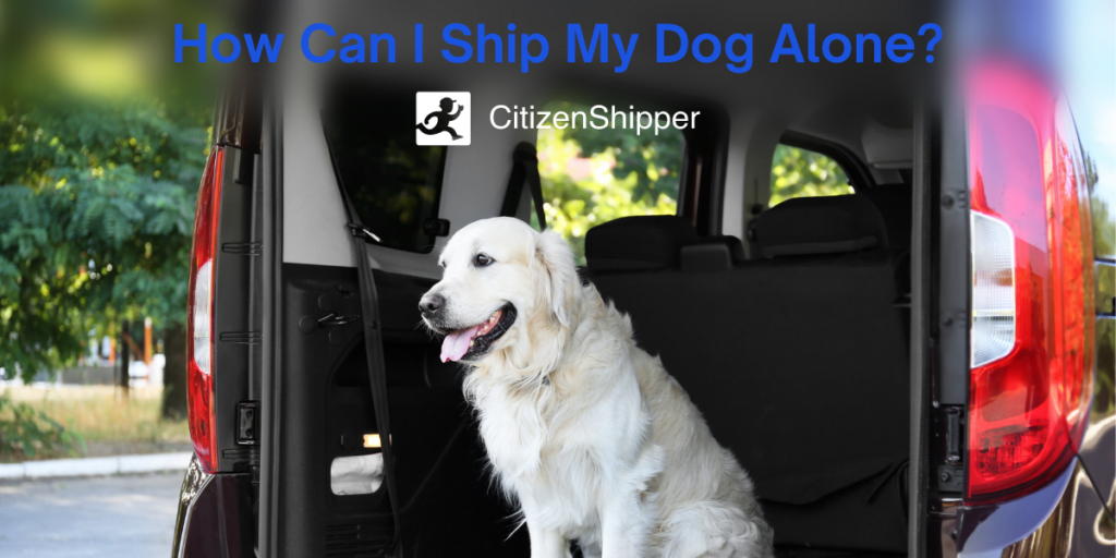How to Ship a Dog to Another State by Plane and What Does it Cost