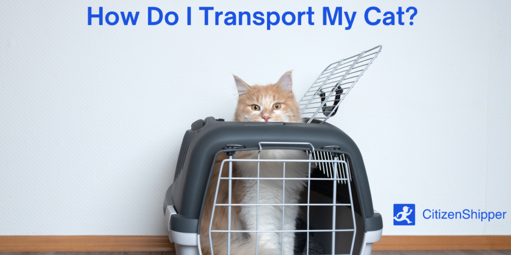 How to Transport a Cat Without a Carrier? CitizenShipper